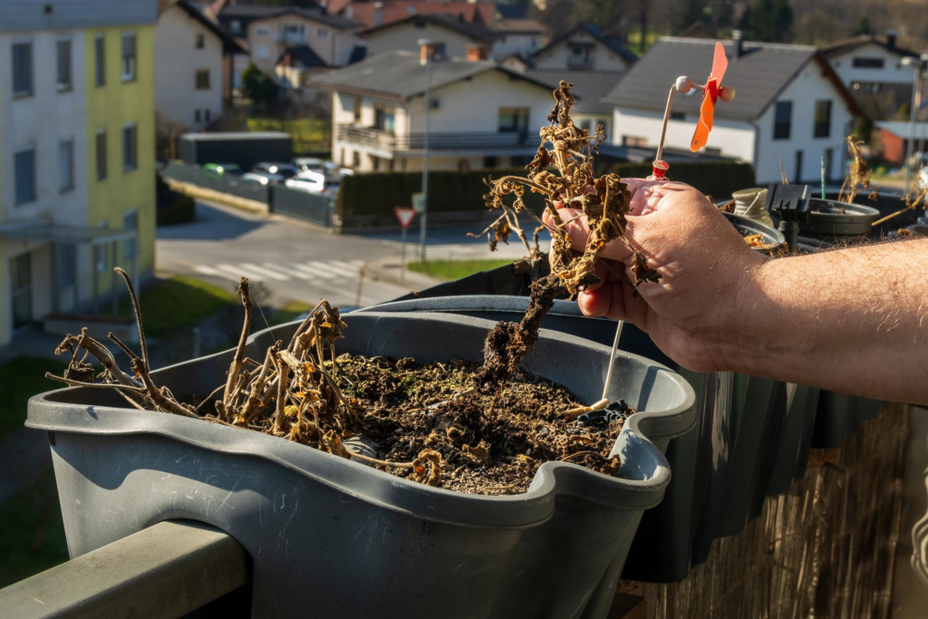 Getting rid of weeds and last year's growth