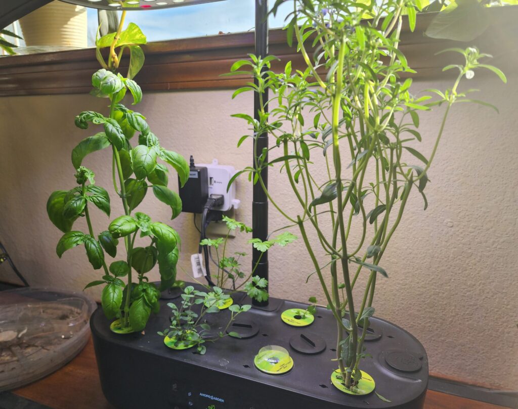 Basil and herbs growing in a countertop hydroponic garden under LED grow lights indoors