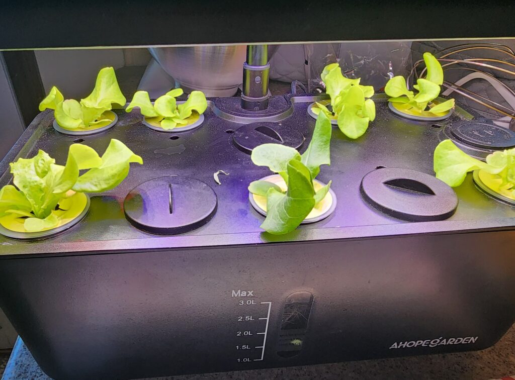 Young lettuce growing after 2 to 3 weeks in a countertop hydroponic indoor garden system