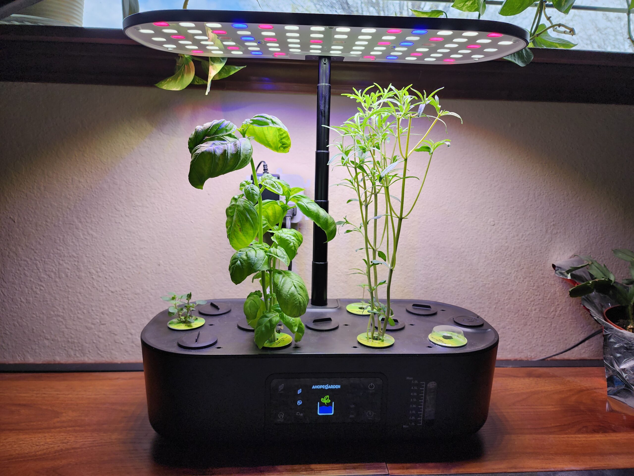 Countertop hydroponic system growing basil and herbs under LED grow light