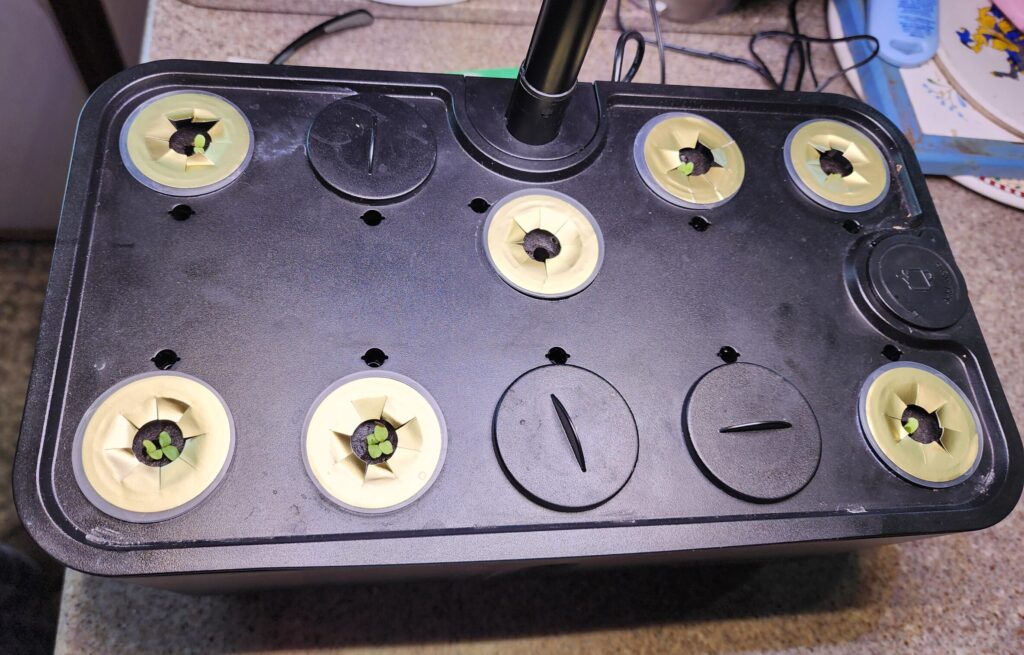 hydroponic system with young seedlings germinating in sponge pods under grow light