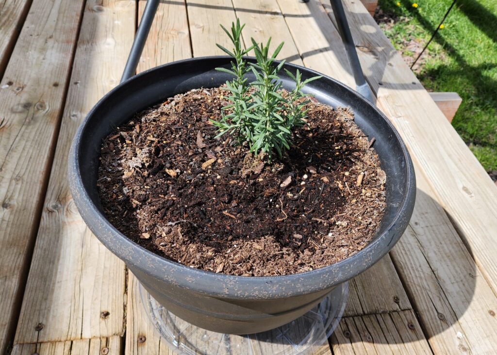 Rosemary plant growing in a container on a deck in a small space garden