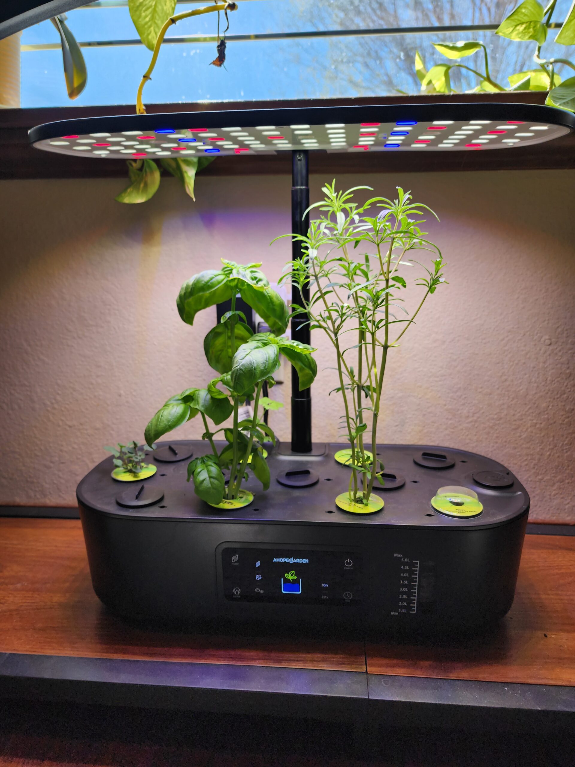 indoor hydroponic herb garden with basil and savory in a 12 pod system