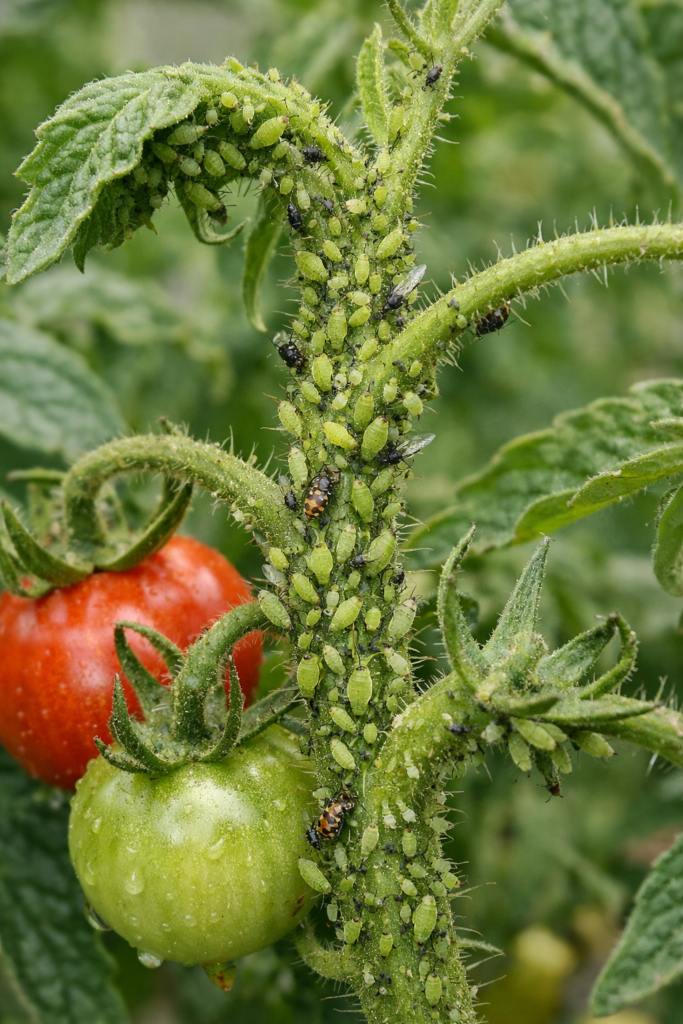 Tomato plant heavily infested with aphids showing worst-case scenario pest outbreak